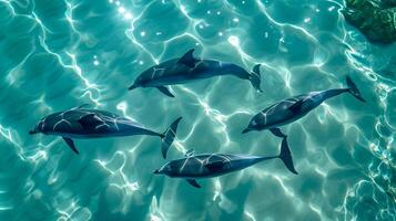 ai gerado foto do quatro golfinhos natação graciosamente através turquesa águas. a água é tão Claro este a corpos do a golfinhos estão visível a partir de acima a superfície ai gerado