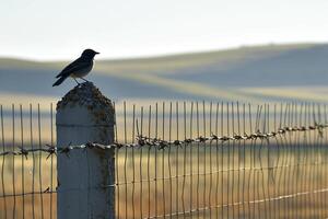 ai gerado pequeno pássaro é empoleirado em 1 do a concreto Postagens apoiando a cerca ai gerado foto
