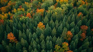 ai gerado imagem captura denso floresta, a árvores estão verde, antes a pico do cair. ai gerado foto