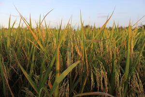 arroz plantas e azul céu. fechar-se Visão do arroz folhas dentro arroz campo foto