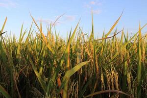 arroz plantas e azul céu. fechar-se Visão do arroz folhas dentro arroz campo foto