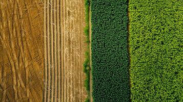 ai gerado foto dois adjacente agrícola Campos, 1 estéril e a de outros exuberante verde. a estéril campo devemos ter Castanho solo e visível trator linhas indicando recente cultivo. ai gerado