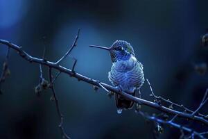 ai gerado beija Flor empoleirado em uma filial, iluminado de uma suave azul luz dentro a meio do Trevas ai gerado foto