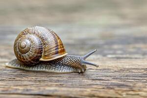 ai gerado Caracol lentamente comovente através uma de madeira superfície. ai gerado foto