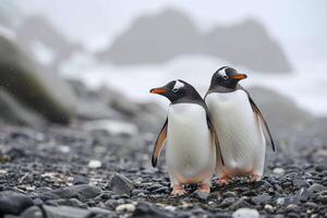 ai gerado dois pinguins em pé fechar para cada de outros em uma rochoso superfície ai gerado foto