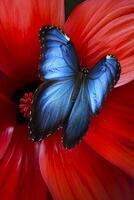 ai gerado azul e Preto borboleta em repouso em a pétala do uma brilhante vermelho flor ai gerado foto
