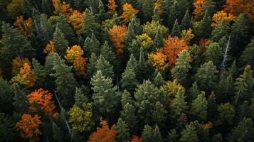 ai gerado imagem captura denso floresta a partir de a aéreo ou elevado perspectiva. misturar do sempre-verde e decíduo árvores densamente povoar a floresta ai gerado foto