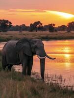 ai gerado elefante em pé de uma água corpo às pôr do sol ai gerado foto