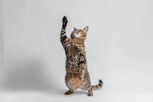 ai gerado estúdio retrato do malhado gato em pé em costas dois pernas com patas acima contra uma branco pano de fundo foto