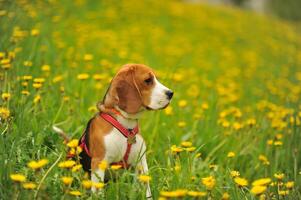 cachorro beagle em uma andar dentro a verão em uma verde campo com amarelo dentes de leão foto
