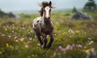 ai gerado lindo islandês espiga garanhão corrida dentro a Prado foto