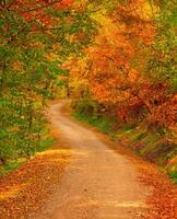 caminho dentro a floresta às outono foto