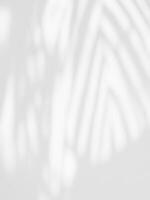 abstrato sombra do Palma folhas em branco concreto parede foto