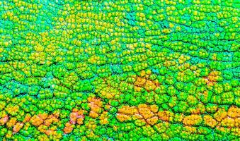 lindo multicolorido brilhante camaleão pele, réptil pele padronizar textura multicolorido fechar-se Como uma fundo. foto