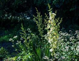 muitos delicado branco flores do mandioca plantar, comumente conhecido Como de adão agulha e fio foto