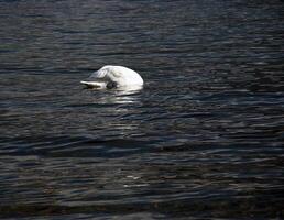 uma branco mudo cisne nada em a austríaco lago traunsee dentro janeiro. foto