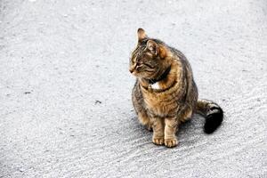 uma malhado gato dentro uma colarinho senta em a rua e parece para dentro a distância. foto