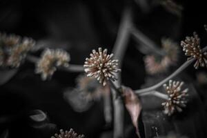 fechar acima do Relva flor com Preto e branco tom, abstrato fundo foto