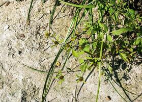 a medicinal plantar trilobado mendigos floresce dentro verão. latim nome bidens tripartite foto