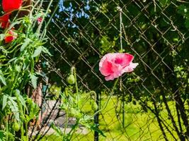 papaver, comum papoula, grupo do papoula flores fechar acima, seletivo foco foto