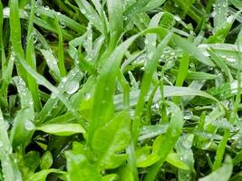 fresco verde Relva com água gotas fechar-se. Ross dentro a Primavera. foto