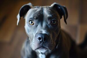 ai gerado retrato do uma adorável cinzento pitbull cachorro às casa atentamente olhando às Câmera foto