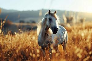 ai gerado selvagem branco com pontos cavalo pastar dentro uma Prado às pôr do sol foto