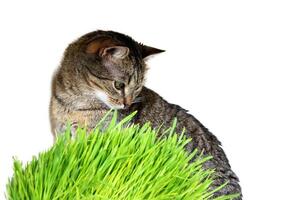 horizontal bandeira com animal e verde aveia micro verduras em branco fundo com espaço para texto. gato grama, animal grama. europeu cabelo curto gato perto trigo, aveia e cevada brotos. foto