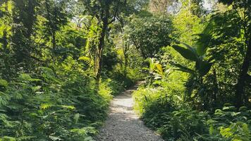 caminhada caminho para caminhar ou caminhada dentro a meio do floresta tropical, lindo verde cenário foto