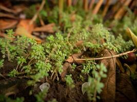 mini floresta consistindo do pequeno selvagem plantas dentro a Jardim do a casa foto