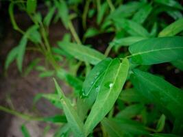 couve folhas com água gotas em eles foto