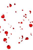 vermelho rosas pétalas vôo romântico sobreposição fundo foto