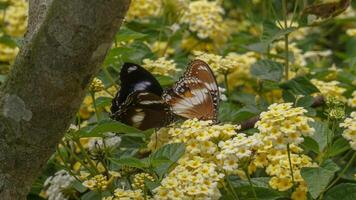 borboleta aterrissagem em uma flor foto