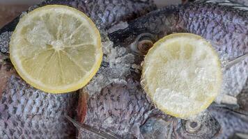 mujaer peixe preservado usando gelo e limão fatias foto