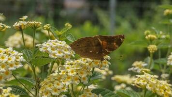 borboleta aterrissagem em uma flor foto