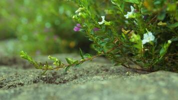 roxa cuphea flor plantar fundo foto