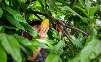 cacau agricultor usar poda tesoura de jardim para cortar a cacau vagens ou fruta maduro amarelo cacau a partir de a cacau árvore. colheita a agrícola cacau o negócio produz. foto