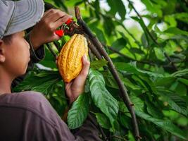 cacau agricultor usar poda tesoura de jardim para cortar a cacau vagens ou fruta maduro amarelo cacau a partir de a cacau árvore. colheita a agrícola cacau o negócio produz. foto