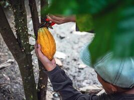 cacau agricultor usar poda tesoura de jardim para cortar a cacau vagens ou fruta maduro amarelo cacau a partir de a cacau árvore. colheita a agrícola cacau o negócio produz. foto