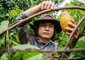 cacau agricultor usar poda tesoura de jardim para cortar a cacau vagens ou fruta maduro amarelo cacau a partir de a cacau árvore. colheita a agrícola cacau o negócio produz. foto