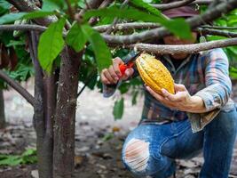 cacau agricultor usar poda tesoura de jardim para cortar a cacau vagens ou fruta maduro amarelo cacau a partir de a cacau árvore. colheita a agrícola cacau o negócio produz. foto