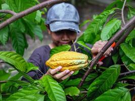 mãos de close-up de um agricultor de cacau usam tesouras de poda para cortar as vagens de cacau ou frutos de cacau amarelo maduro da árvore de cacau. colheita que o negócio de cacau agrícola produz. foto