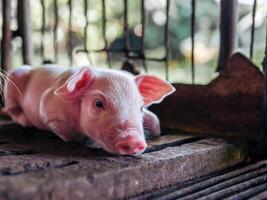 uma de uma semana leitão fofa recém-nascido em a porco Fazenda com de outros leitões, fechar-se foto