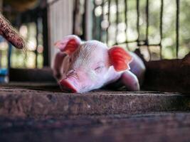 uma de uma semana leitão fofa recém-nascido fechar seu olhos e dormindo em a porco Fazenda com de outros leitões, fechar-se foto