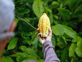 agricultura amarelo maduro cacau vagens dentro a mãos do uma Garoto agricultor, colhido dentro uma cacau plantação foto