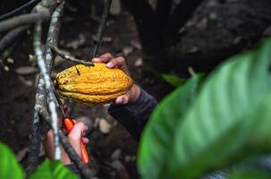 cacau agricultor usar poda tesoura de jardim para cortar a cacau vagens ou fruta maduro amarelo cacau a partir de a cacau árvore. colheita a agrícola cacau o negócio produz. foto