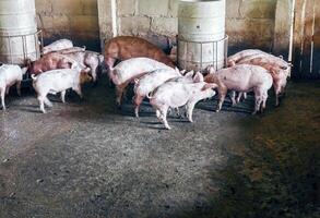 sujo porcos em a Fazenda estão comendo comida.porcos comendo suínos porco alimentação dentro uma Fazenda foto