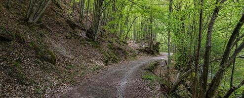 passarela estrada dentro uma selvagem floresta dentro montanha foto