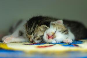 dois dormindo gatinhos aquecimento cada de outros foto