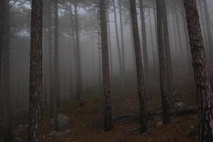 árvores dentro a nebuloso floresta. outono panorama foto